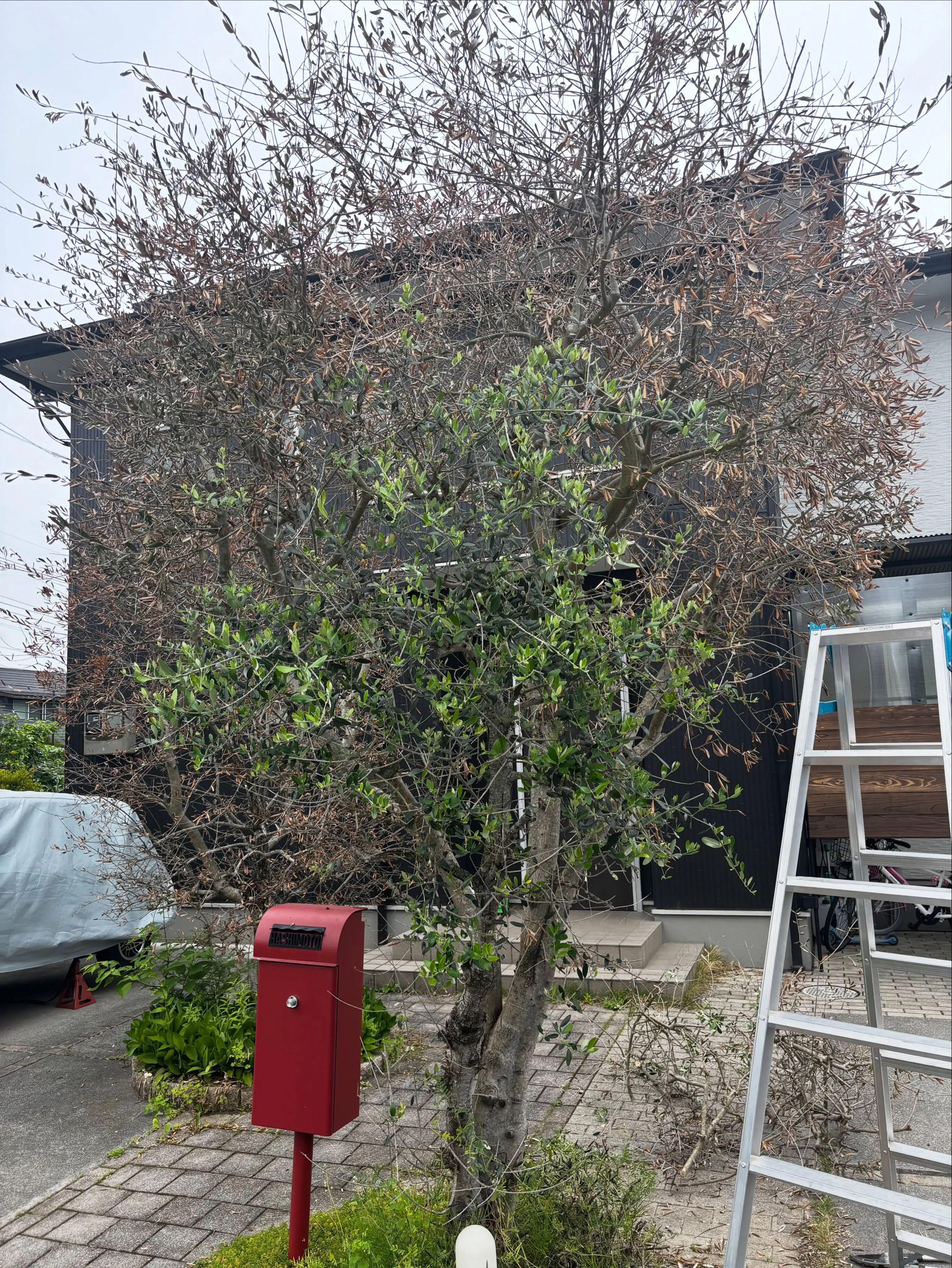 今日は栃木県宇都宮市で庭の手入れをしてきました。