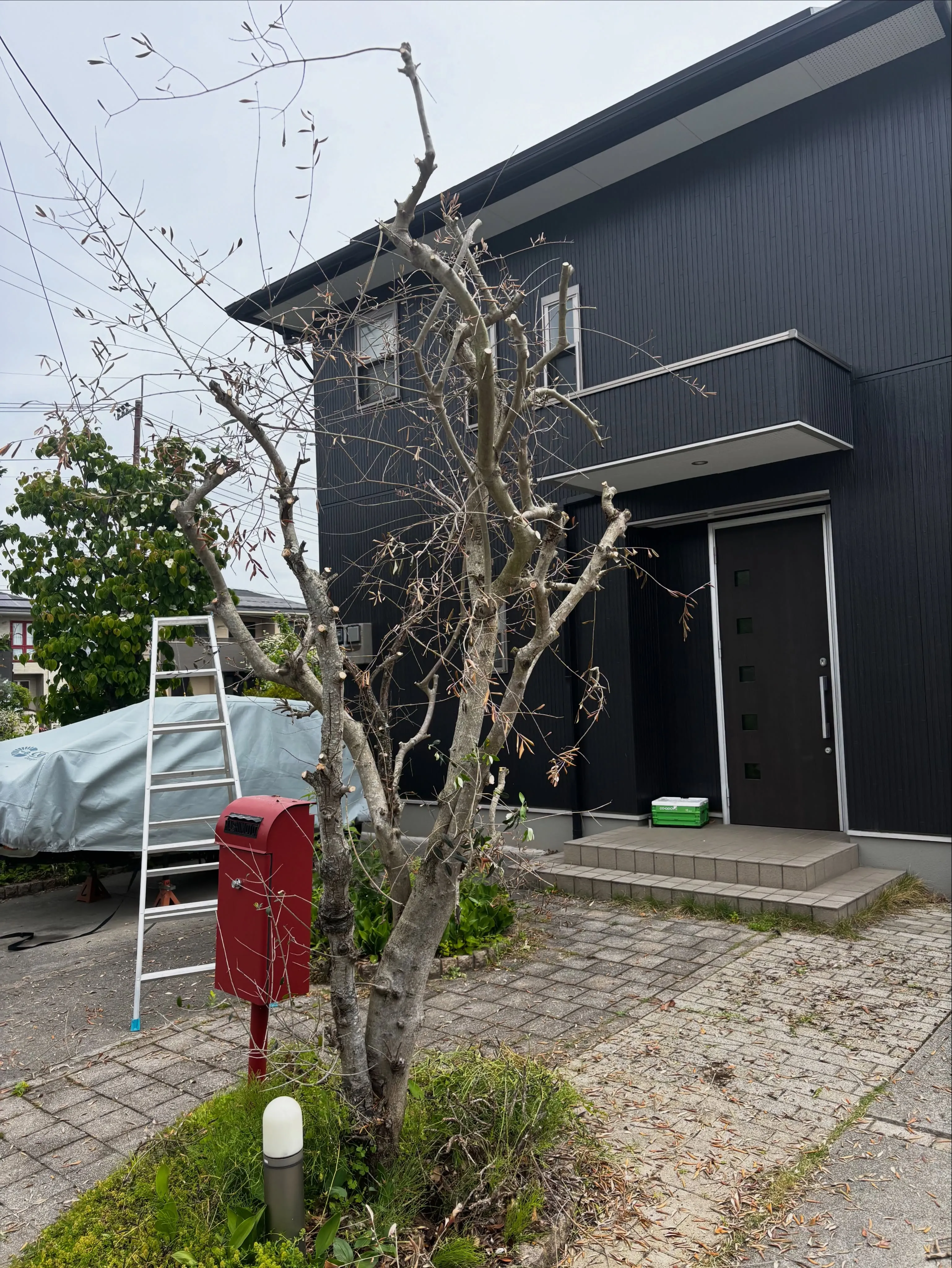 今日は栃木県宇都宮市で庭の手入れをしてきました。