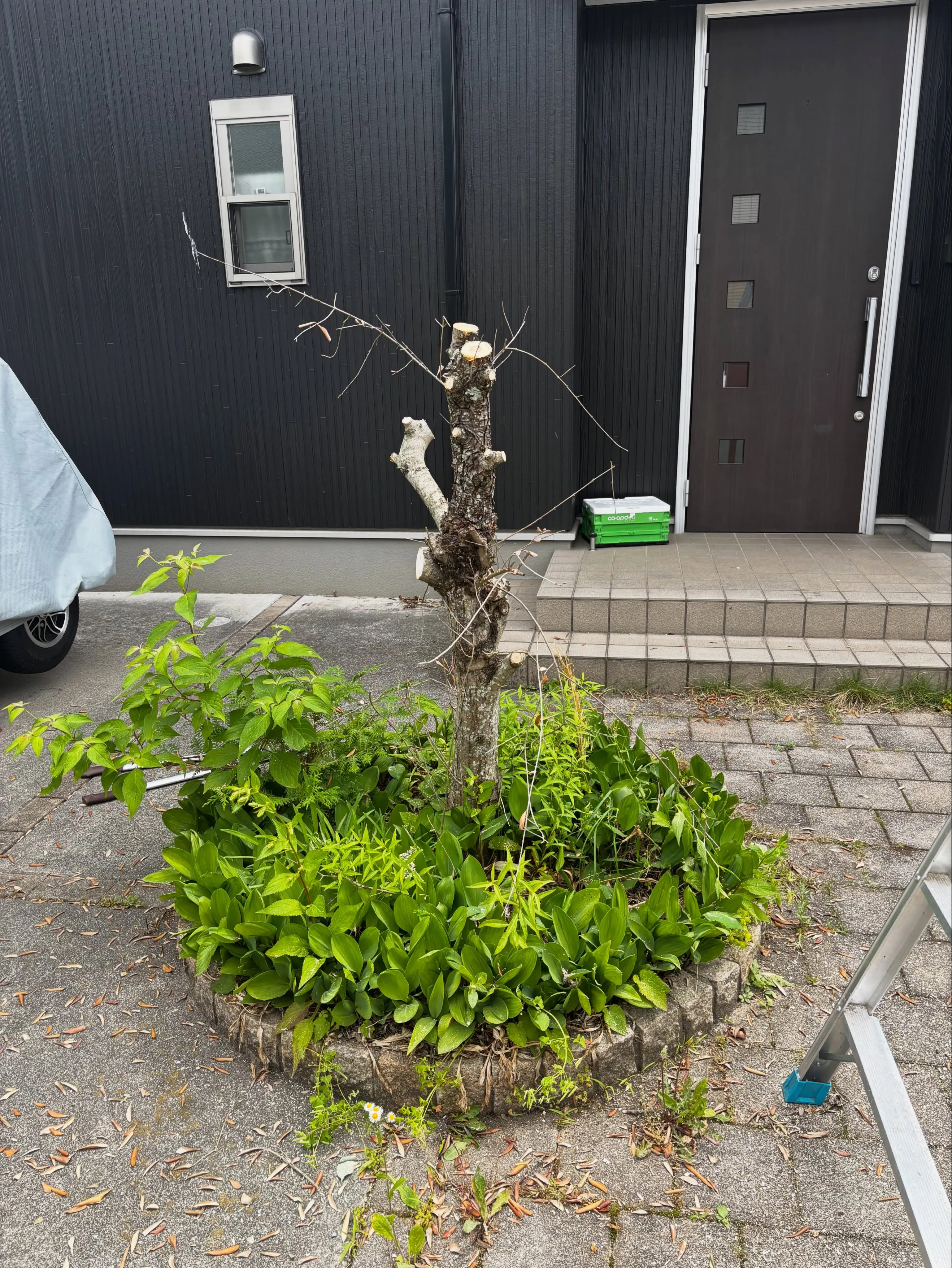 今日は栃木県宇都宮市で庭の手入れをしてきました。