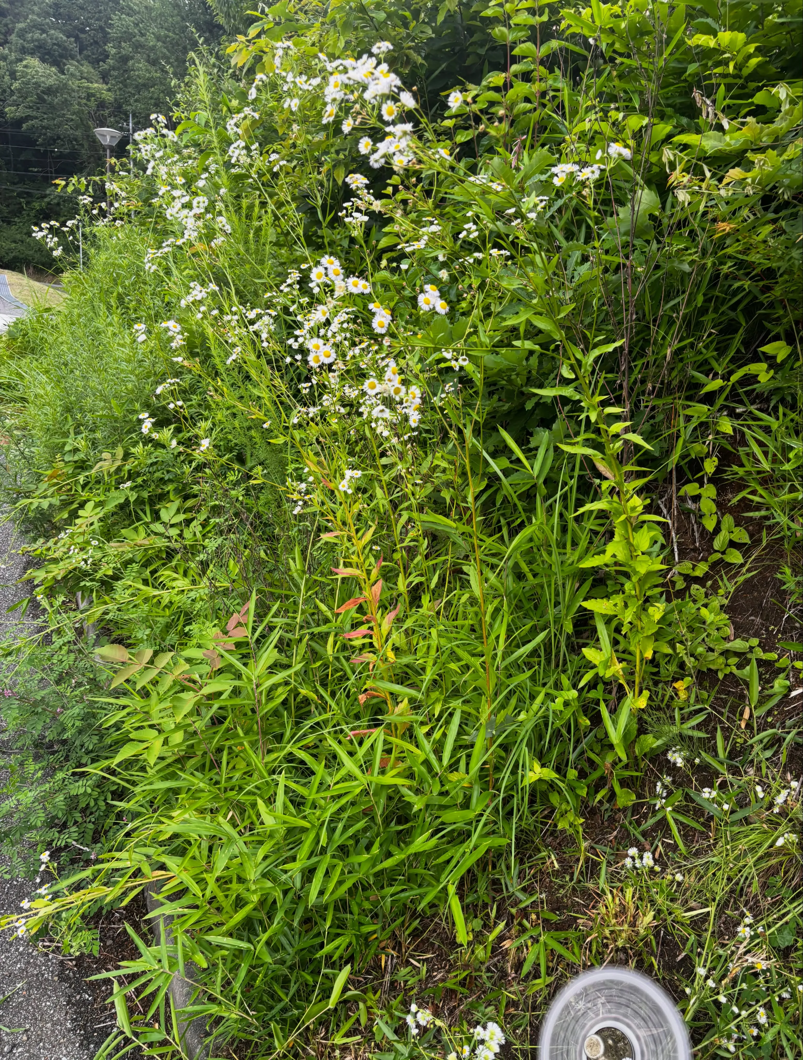 草がすくすく育っています。