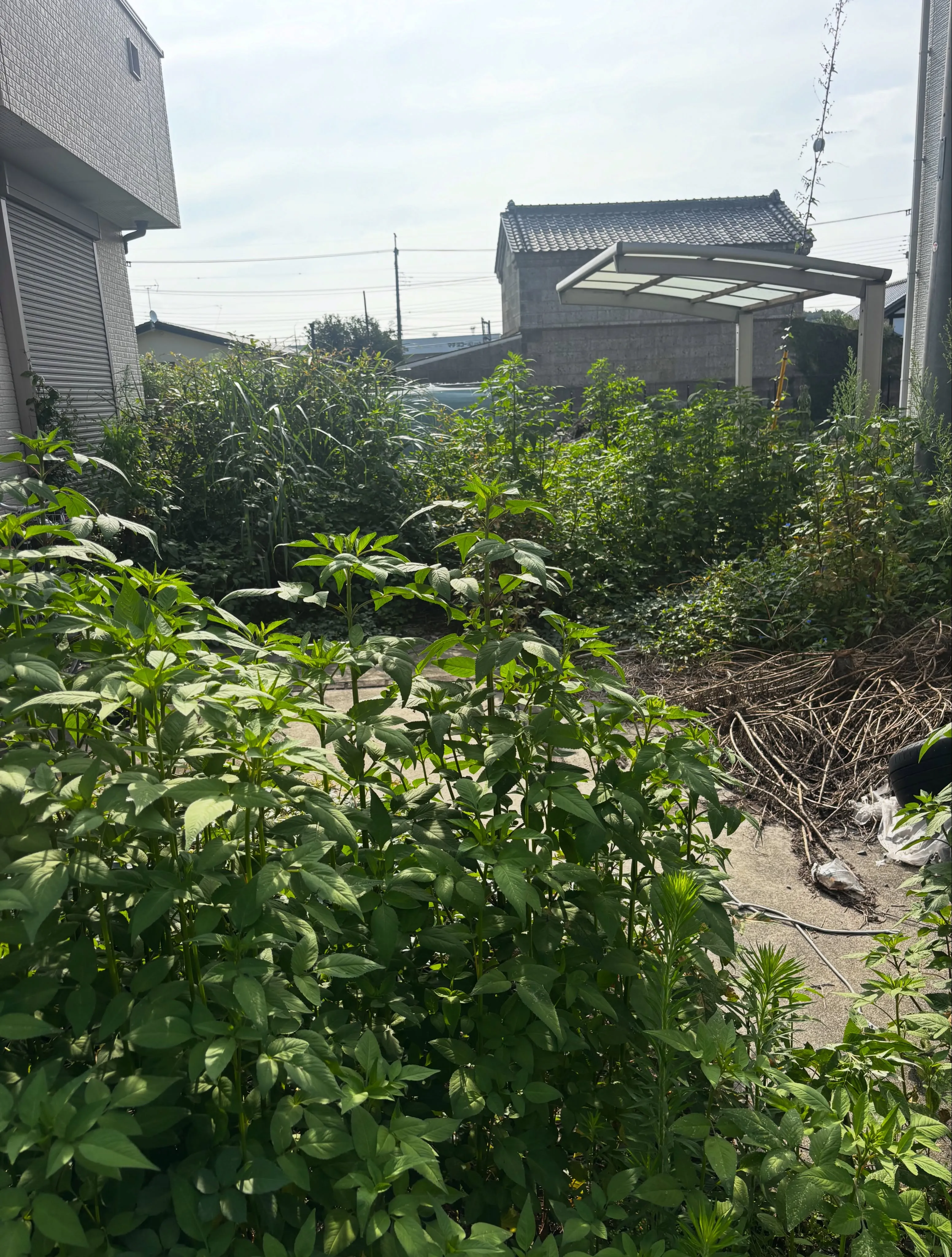 石橋地区で草刈りしてきました！笑
